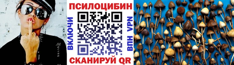 закладки  Злынка  Псилоцибиновые грибы GOLDEN TEACHER 